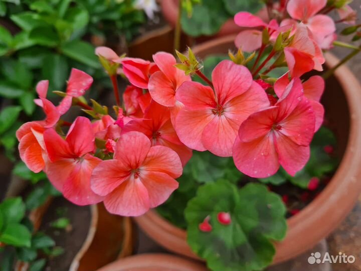 Пеларгония герань
