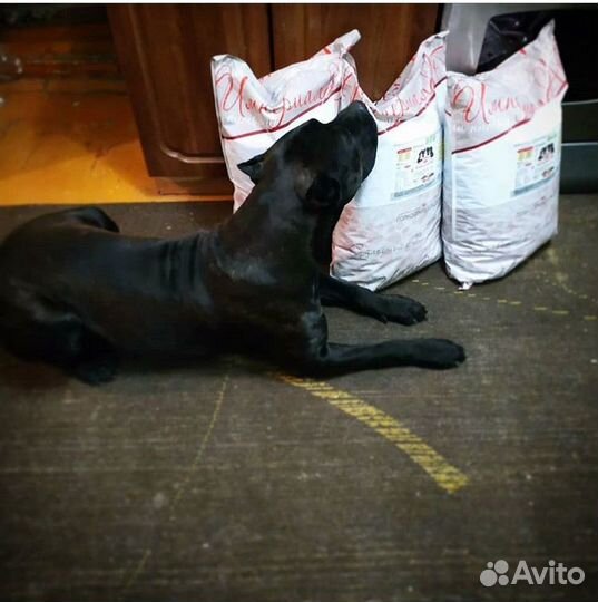 Корм для щенков крупных пород премиум класса