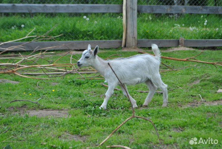 Камерунские козы