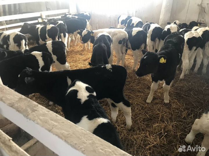 Телята, бычки