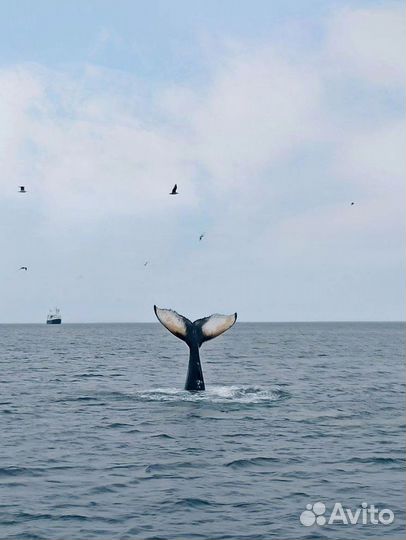 Поиск китов. Териберка