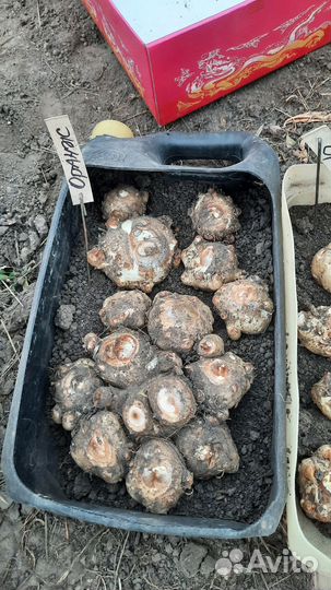 Клубни каллы Пикассо