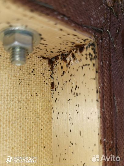 Уничтожение клопов избавиться от тараканов