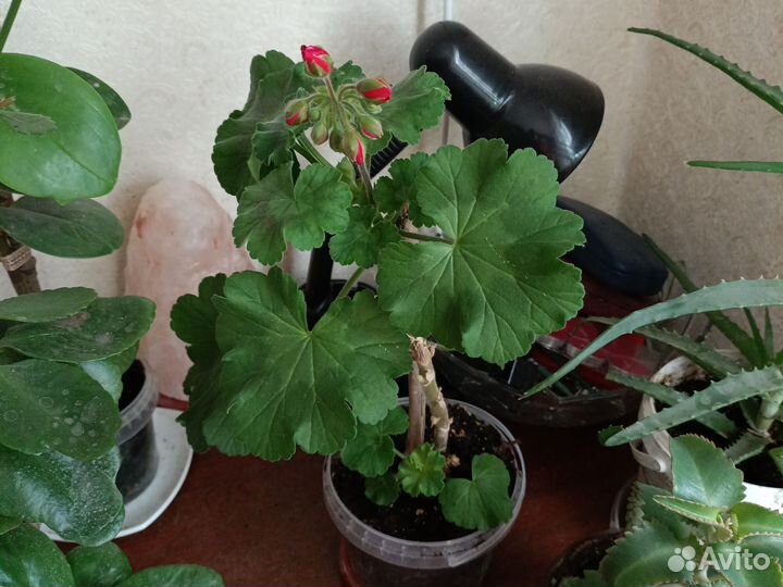 Герань сортовая