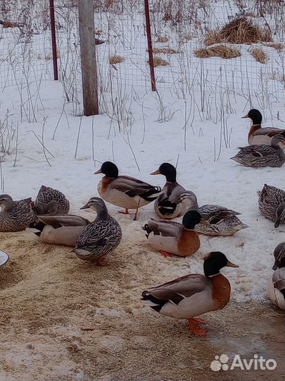 Подсадные утки