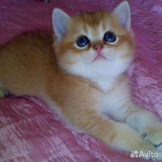 Британские котята