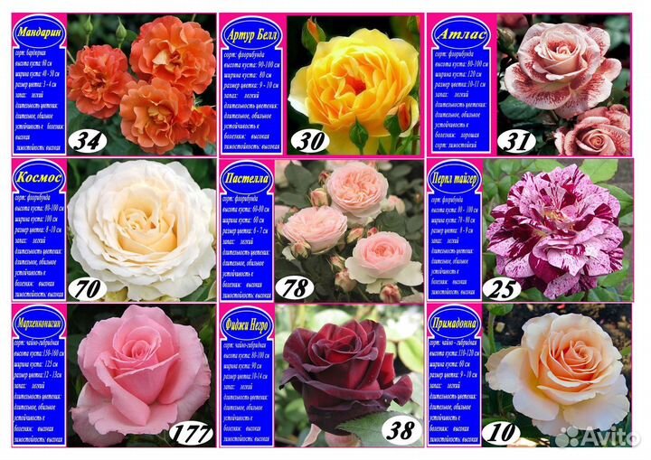 Розы опт розница