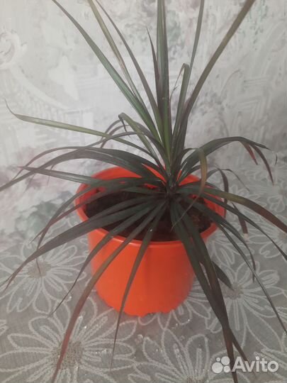 Комнатные цветы драцена