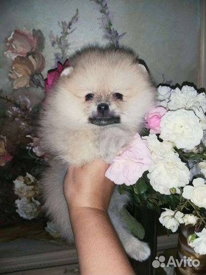 Крем Соболь Девочка Померанский шпиц