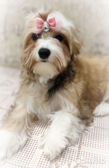 Йоркширский терьер щенки