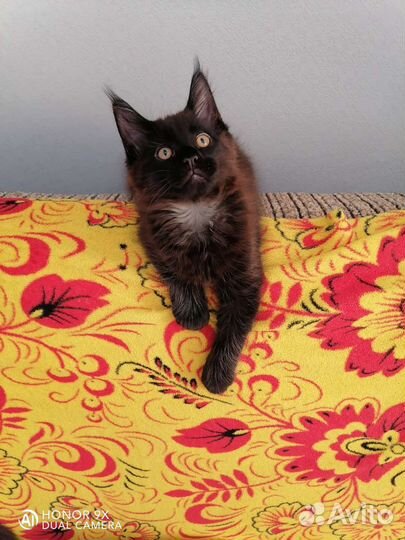 Котята мейн кун