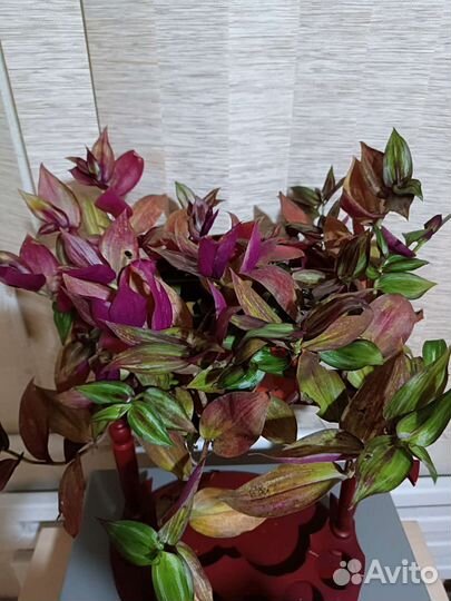 Традесканции