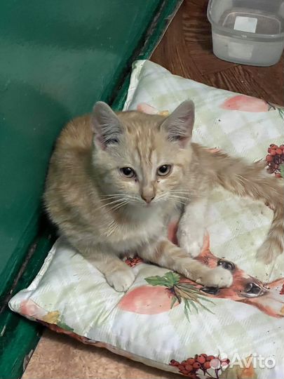 Рыжий котенок