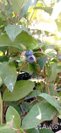 Саженцы Голубики