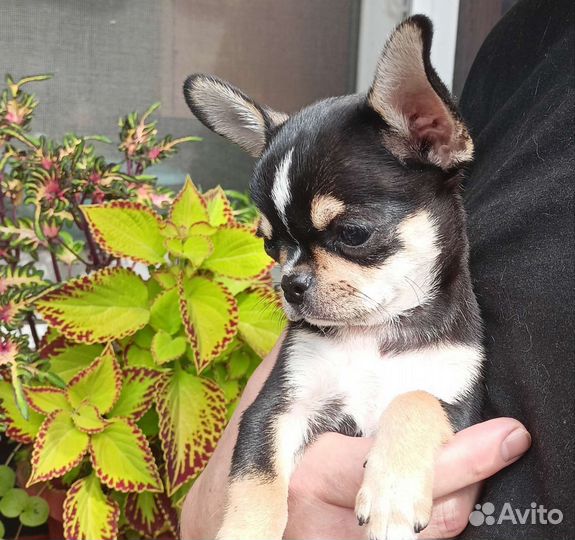 Кукольный трехцветный красавчик