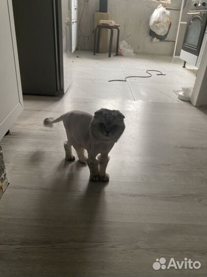 Шотландский кот