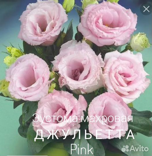 Эустома карликовая рассада