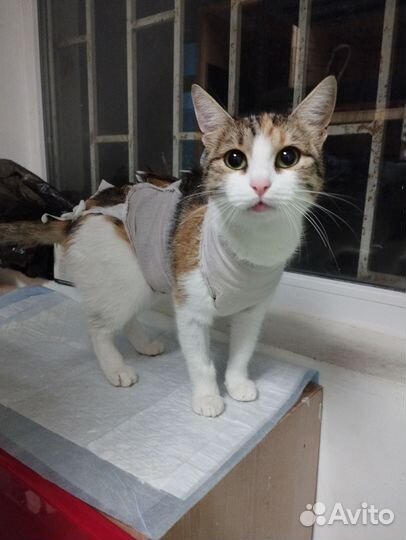 Трехцветка