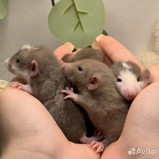 Крысята дамбо рекс стандарт. Декоративные крысы