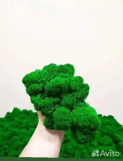 Стабилизированный мох, панно