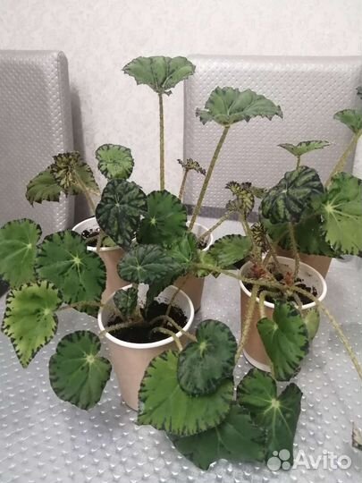 Бегония Тигровая