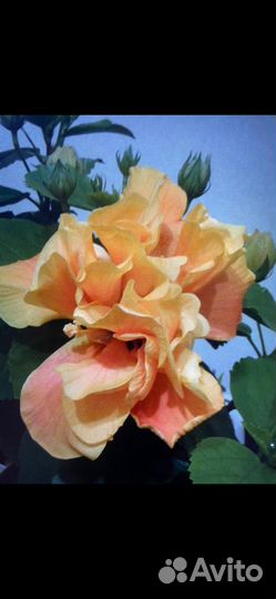 Гибискус китайская роза