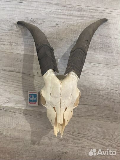 Череп горного козла (настоящий)