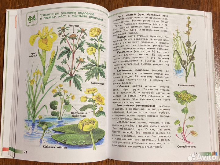 Атлас-определитель «От земли до неба»