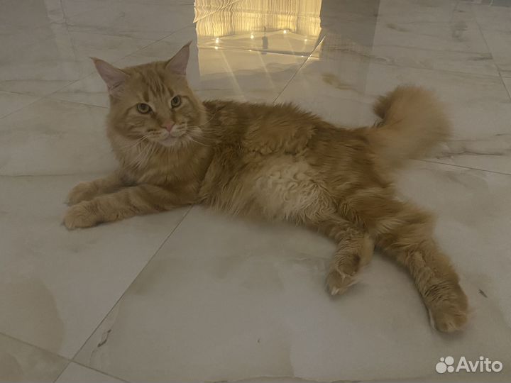 Кот мейн-кун вязка