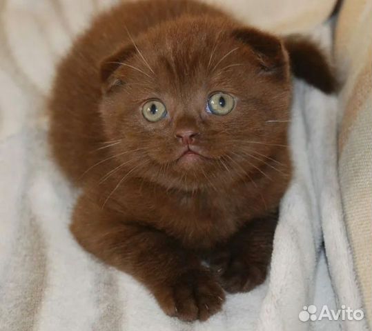 Вислоухие коричневые кошки фото