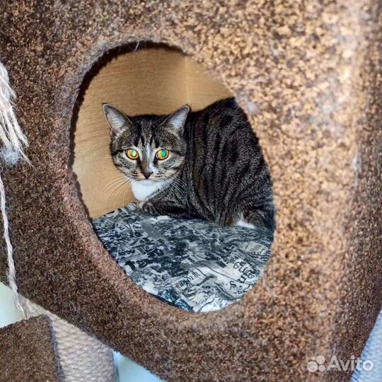 Кошечка Алиса