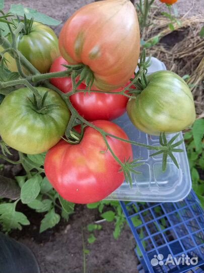 Коллекционные Семена томатов