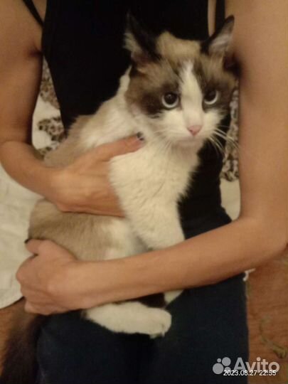 Кот,сиамский