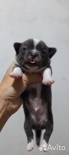 Много чихов (мальчики)