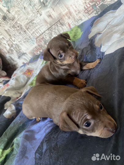 Мини той-терьер щенки