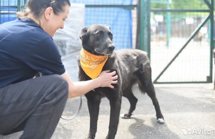 Собака-мечта из приюта