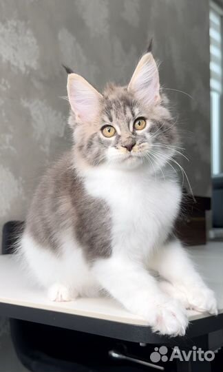 Мейн кун котята