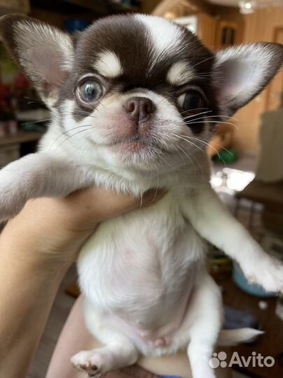 Маленькие брилиантики - девочки сихуахуа