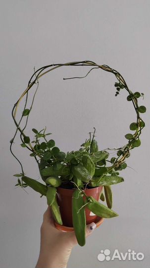 Дисхидии, хойи