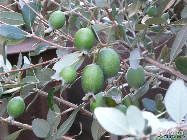 Саженцы Фейхоа