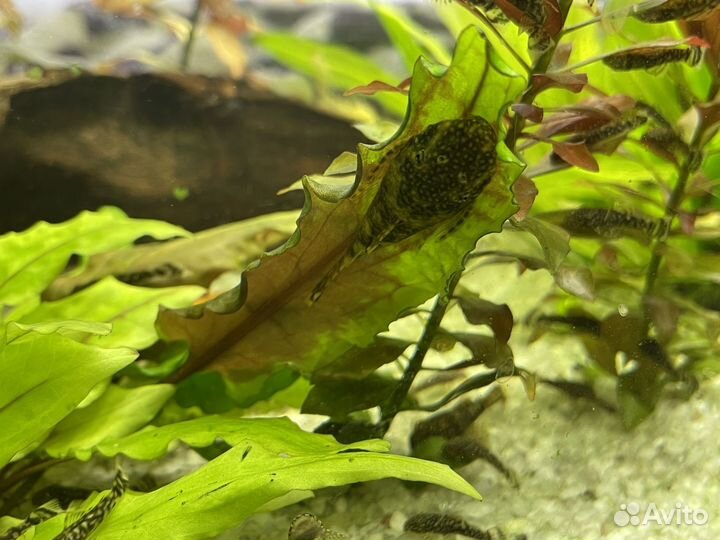 Сомики анциструсы