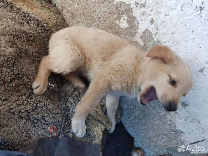 Щенки бесплатно