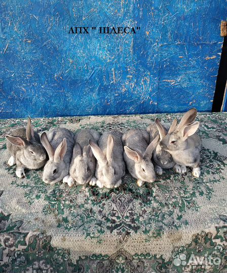 Кролики уличного содержания