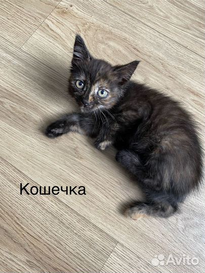 Кошка
