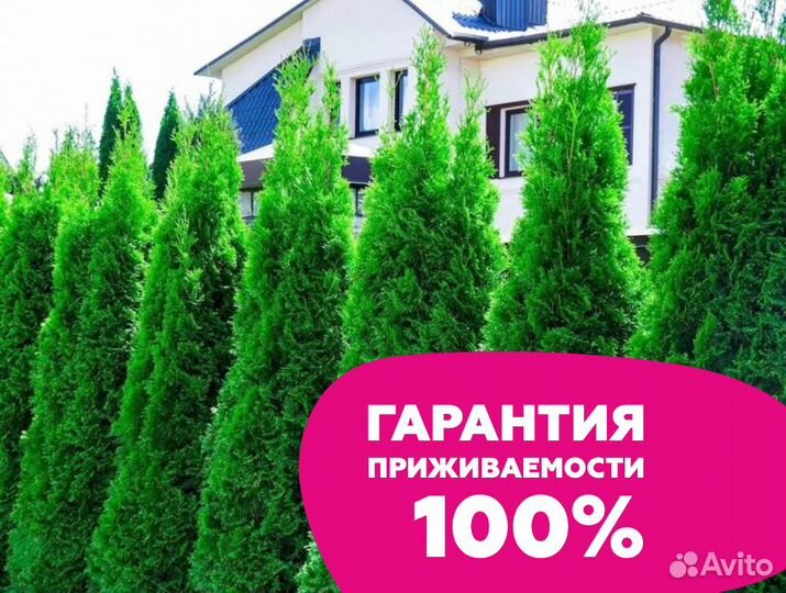 Туя 150 см