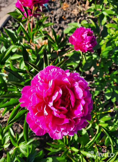 Птон Red Sara Bernard