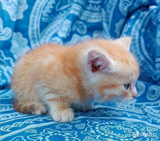 Котёнок девочка в дар