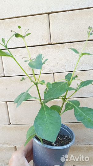 Брейния, клеродендрум