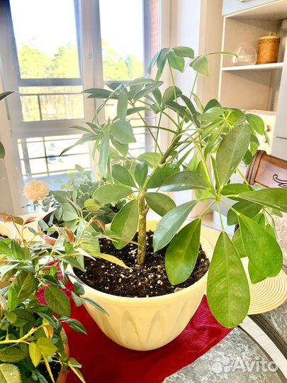 Комнатные цветы, розы из Леруа Мерлен