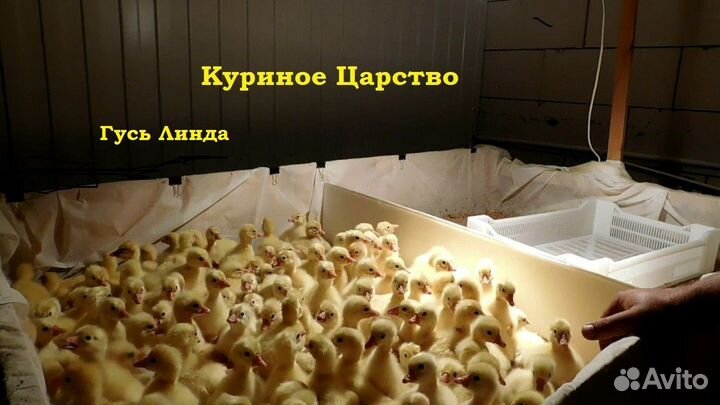 Бройлер несушка утята мулард гусь индюк бройлер ин